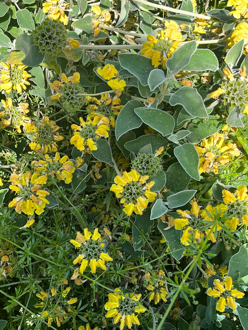 Fireweed — Bild 2