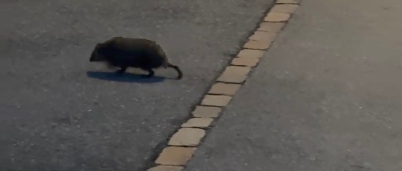 Ciemno ubarwiony gryzoń z widocznym ogonem idzie po asfaltowej drodze.