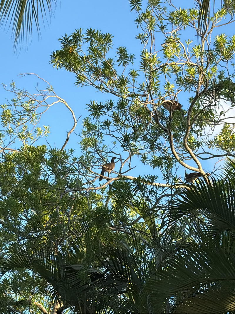 Braune Chachalaca — zdjęcie 1 z 1