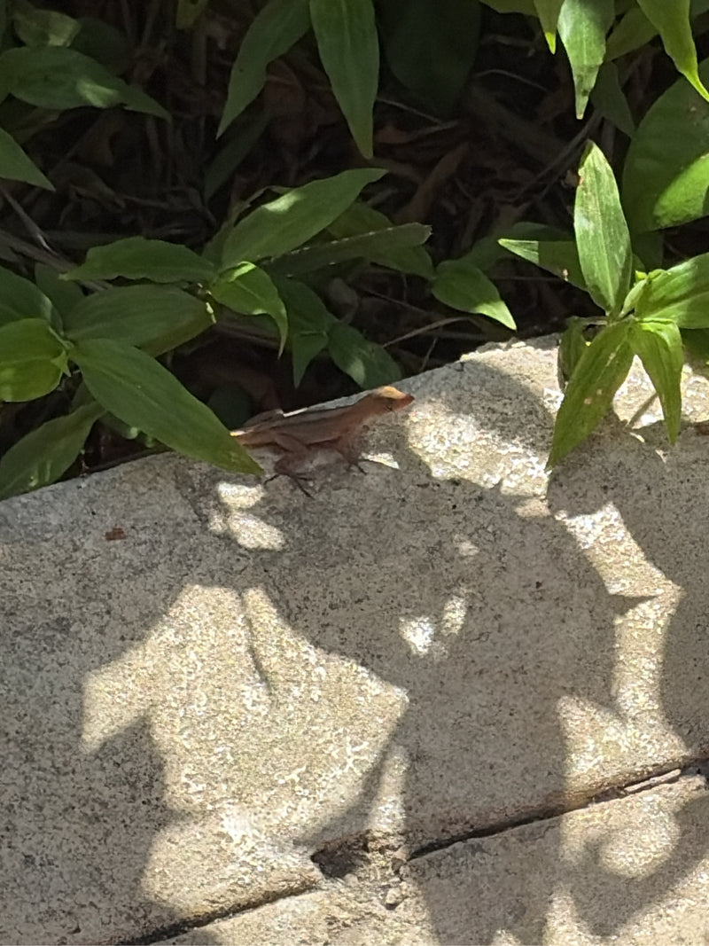Brauner Anolis — zdjęcie 1 z 1