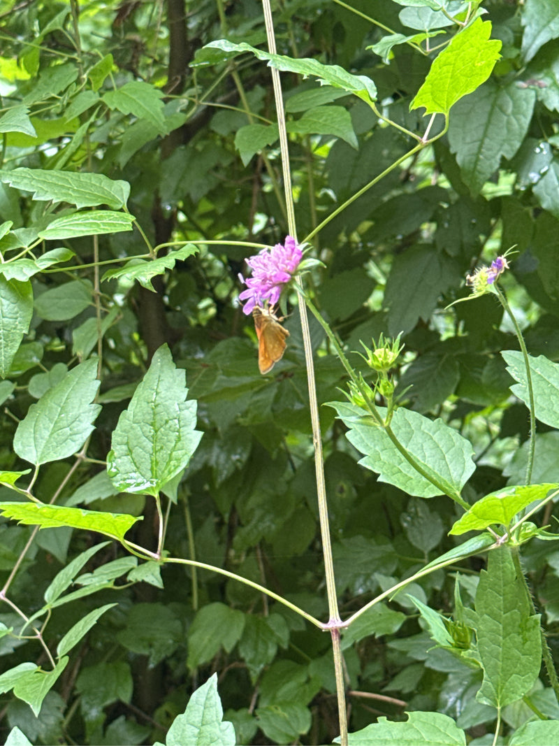 Brązowy, grubogłowy motyl — Bild 4
