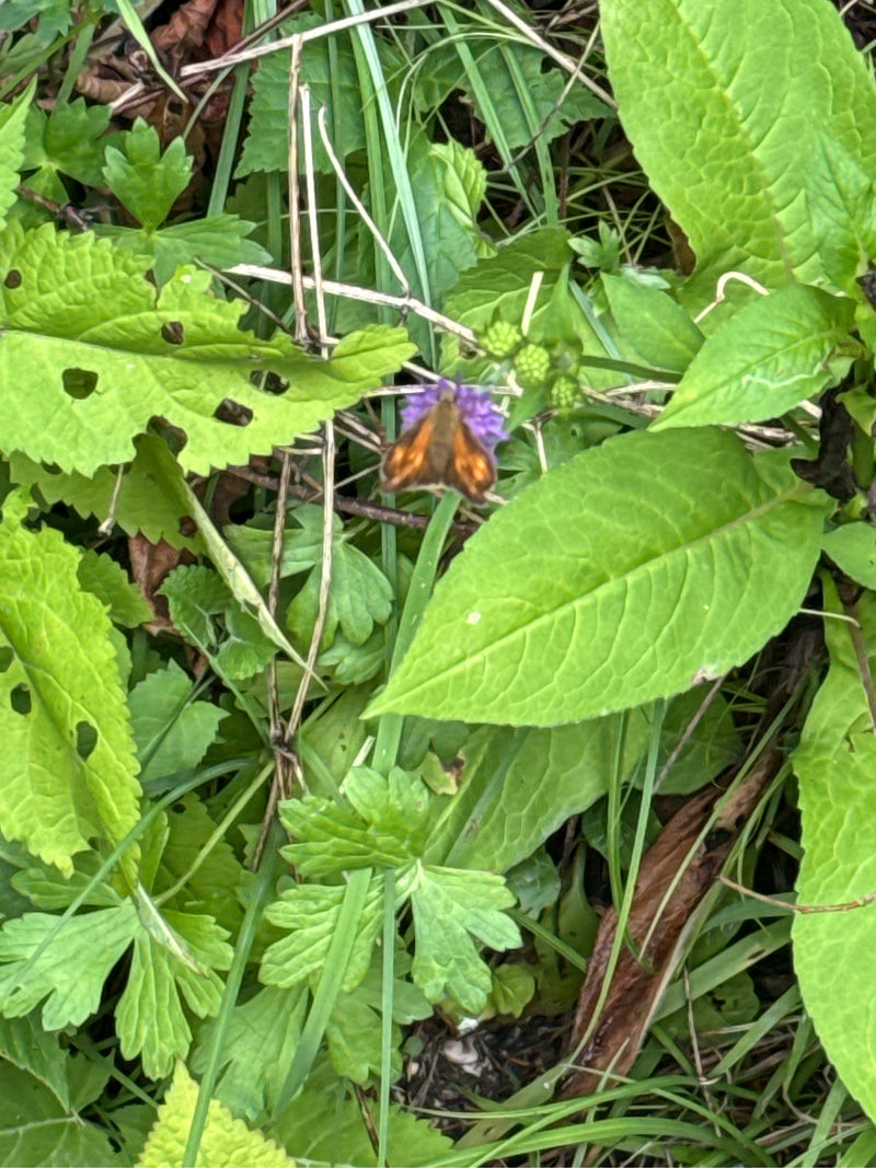 Brązowy, grubogłowy motyl — Bild 5
