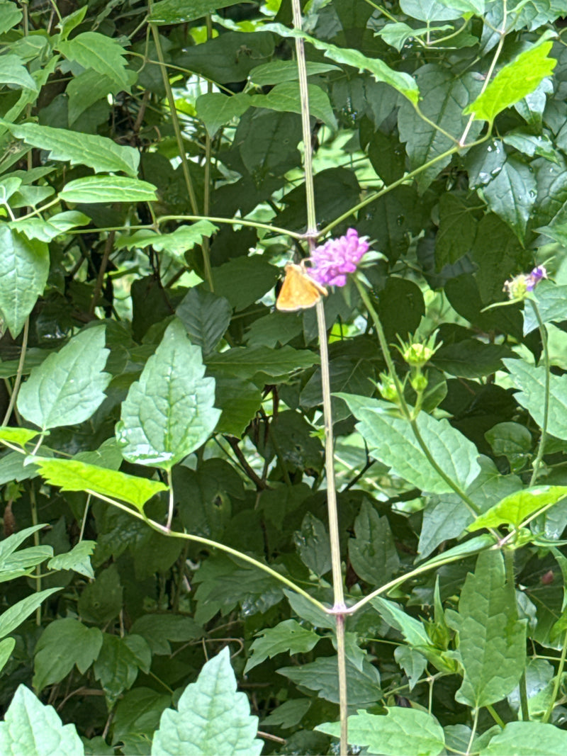 Brązowy, grubogłowy motyl — Bild 3