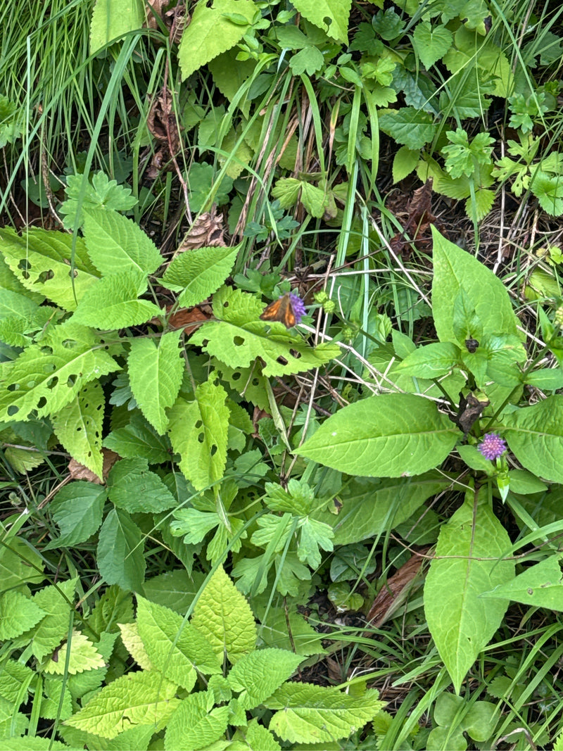 Brązowy, grubogłowy motyl — Bild 1