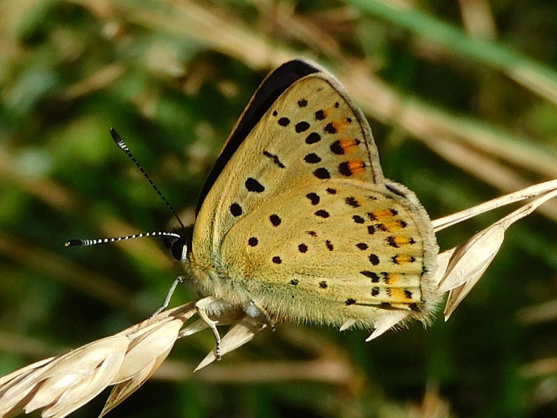 Brązowy ognisty motyl — Bild 1