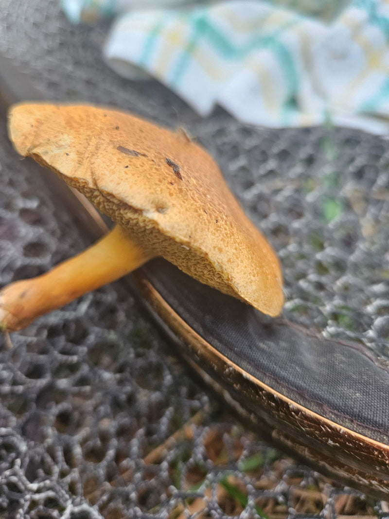 Widoczny jest zebrany owocnik maślaka (rodzaj Suillus) z żółtawym hymenoforem rurkowym i ochrowobrązowym kapeluszem.