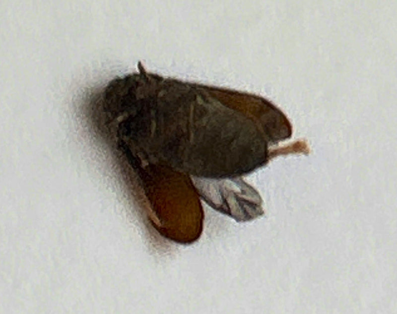 Ciemny chrząszcz futerkowy — Bild 1