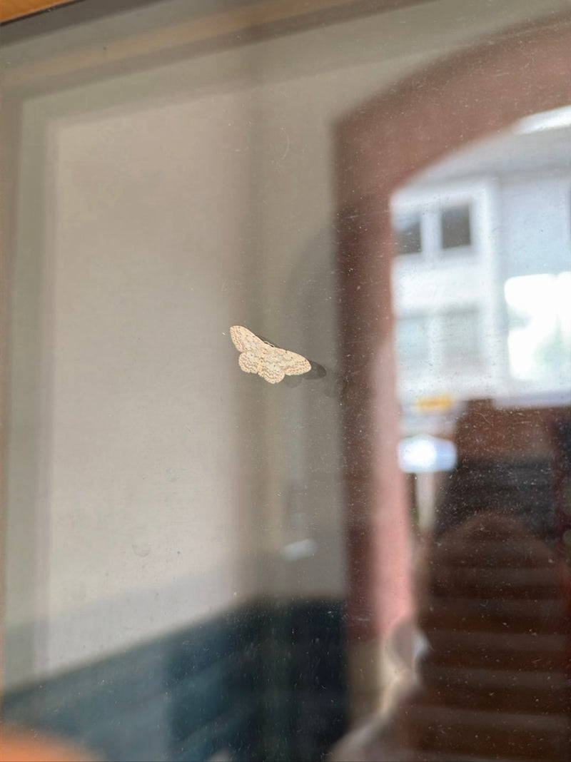 Ćma karłowata w brązowe paski — Bild 2