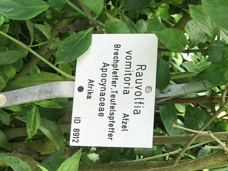 Brechpfeffer — zdjęcie 2 z 4