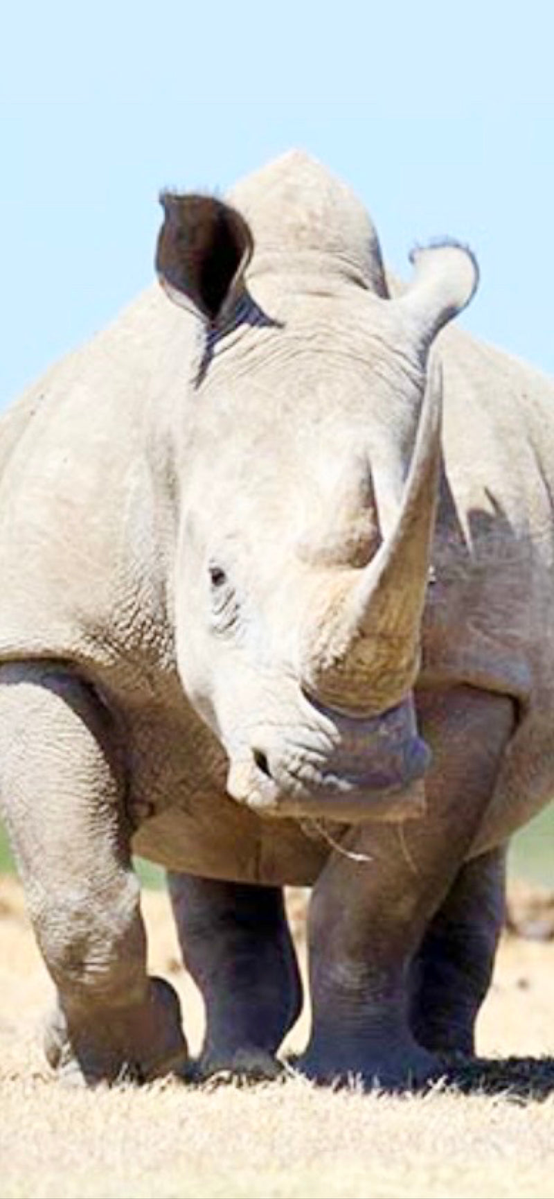 Breitmaulnashorn — zdjęcie 1 z 1