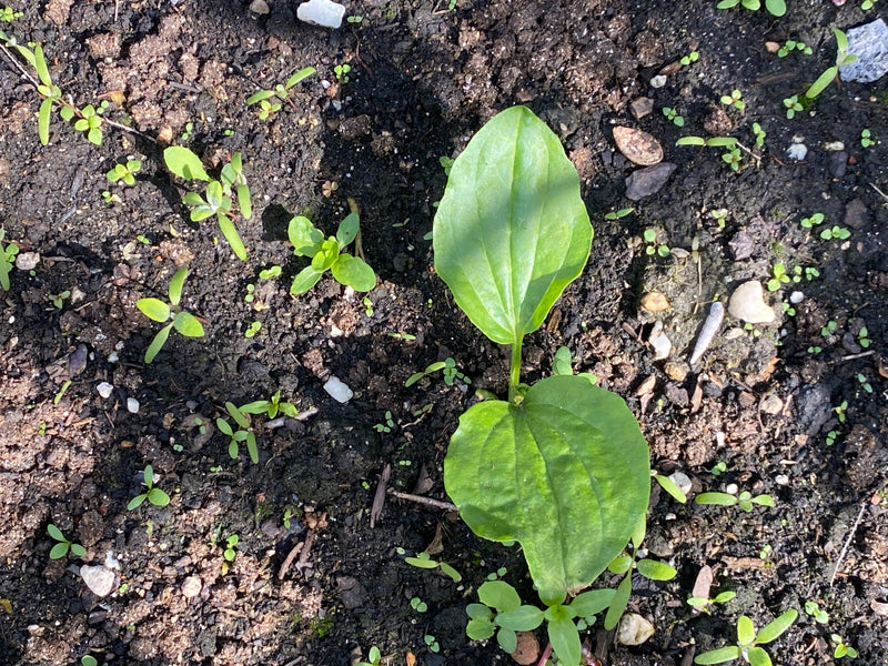 Szeroki babka — Bild 1