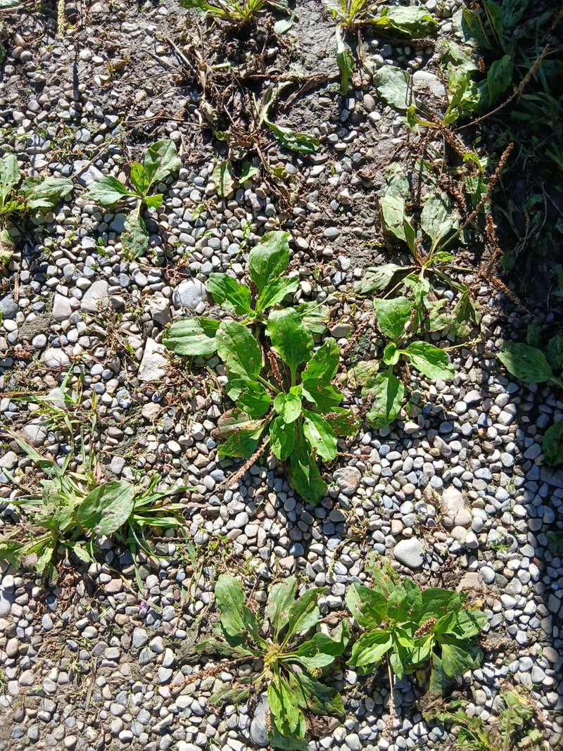 Kilka rozetek babki większej z ich typowymi szerokimi liśćmi rośnie na kamienistej ścieżce żwirowej. Zdjęcie przedstawia rośliny z góry w ich naturalnym środ...
