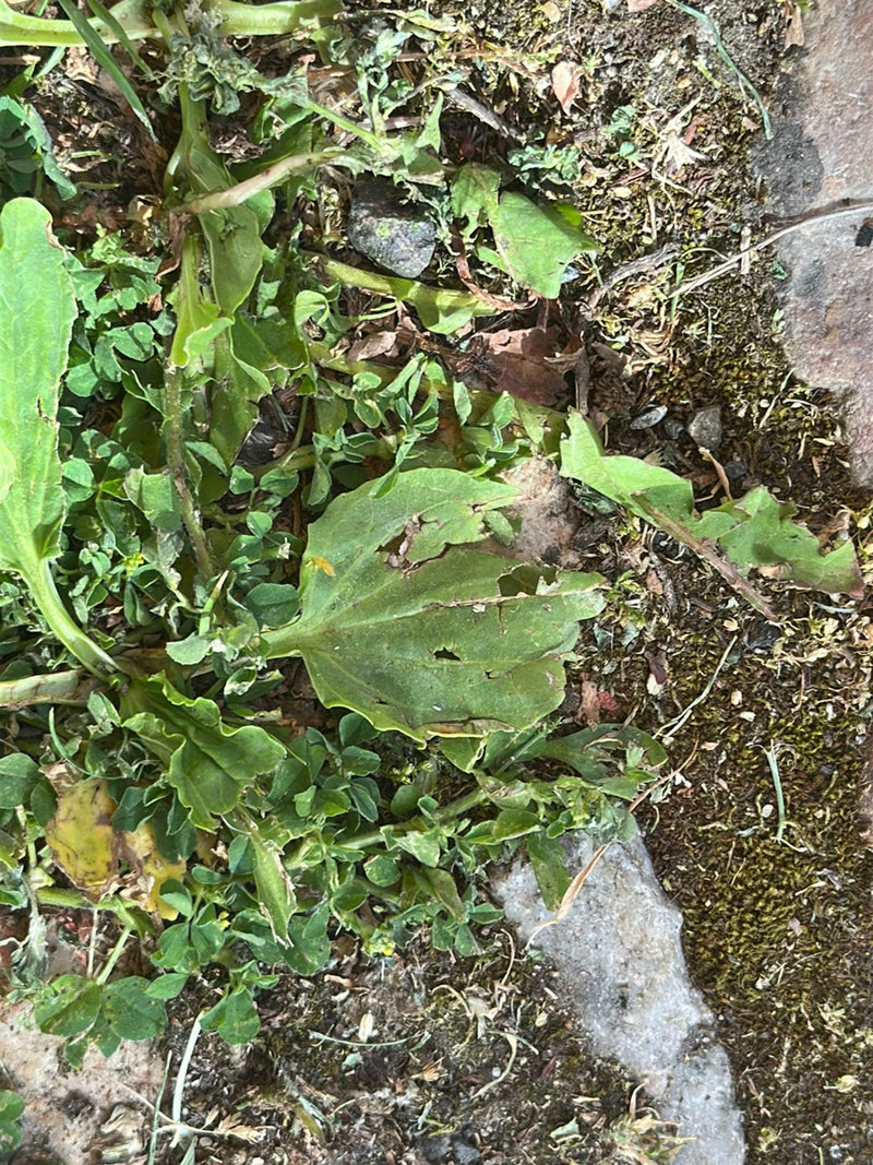Zdjęcie przedstawia typowe, szerokie liście babki większej rosnące płasko na ziemi. Roślina znajduje się w naturalnym otoczeniu między glebou a kamieniami.