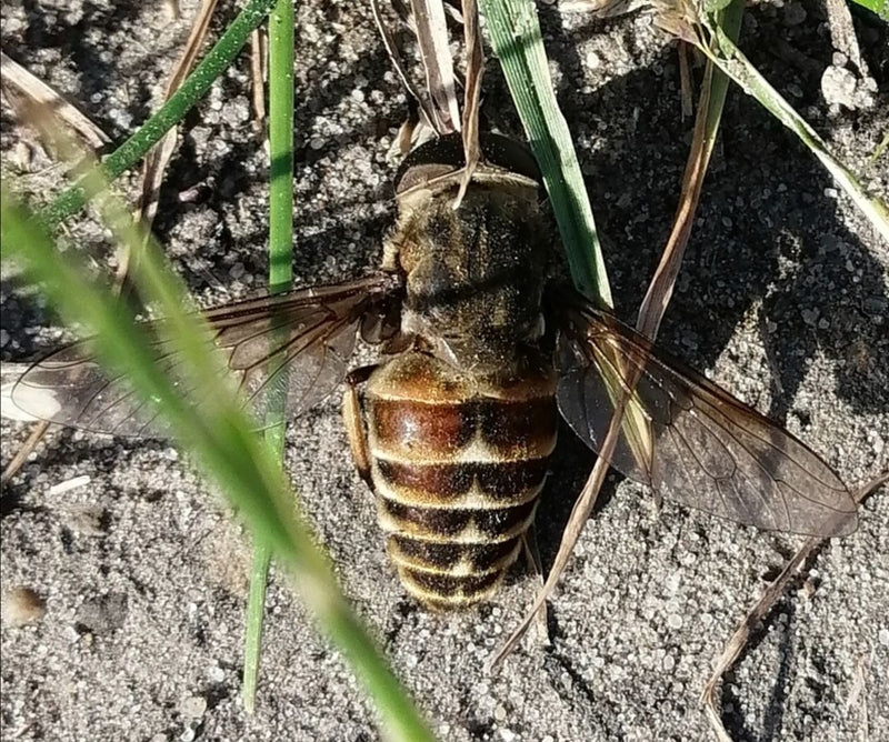 Bąk koński jest sfotografowany od góry, gdy odpoczywa na piaszczystym podłożu wśród źdźbeł trawy. Charakterystyczne skrzydła i wzór na odwłoku są dobrze wido...