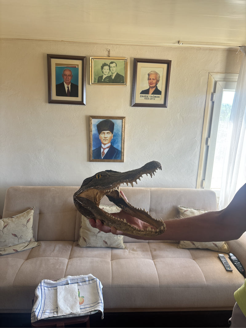 Kajman okularowy — Bild 2