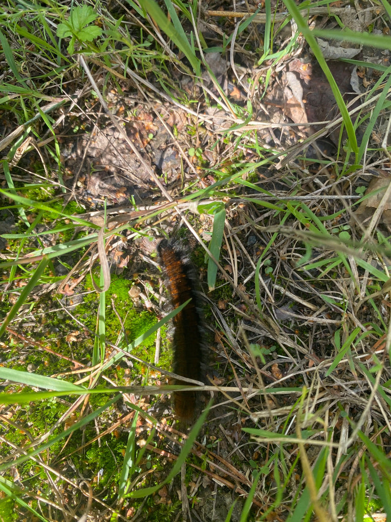 Gąsienica kosmatki borówkianki czołga się po porośniętej ziemi. Porusza się wśród trawy i mchu.