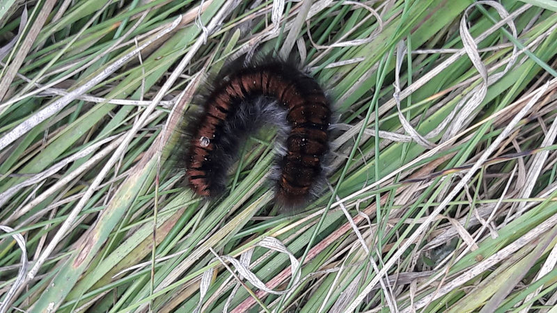 Owłosiona gąsienica kosmatki borówczanki zwinięta w kłębek spoczywa w trawie.