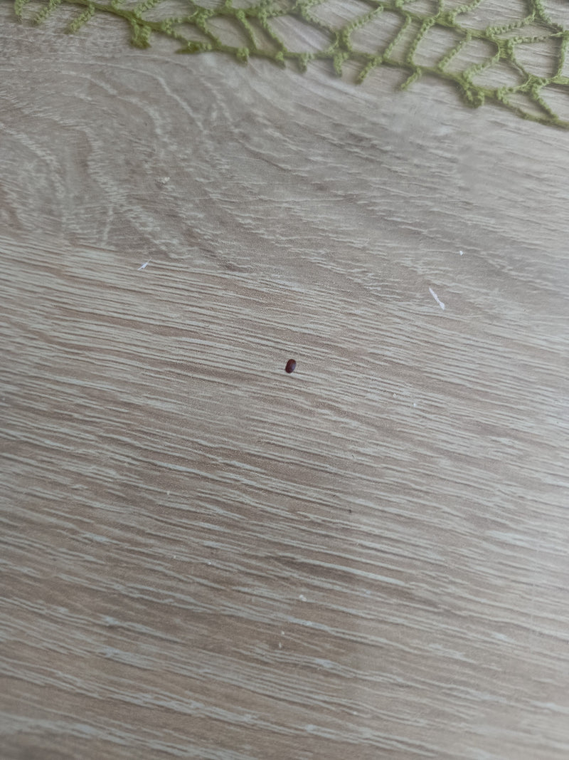 Maleńki, brązowawy chrząszcz siedzi na jasnej powierzchni drewna. Zdjęcie zrobiono z góry i z dystansu.