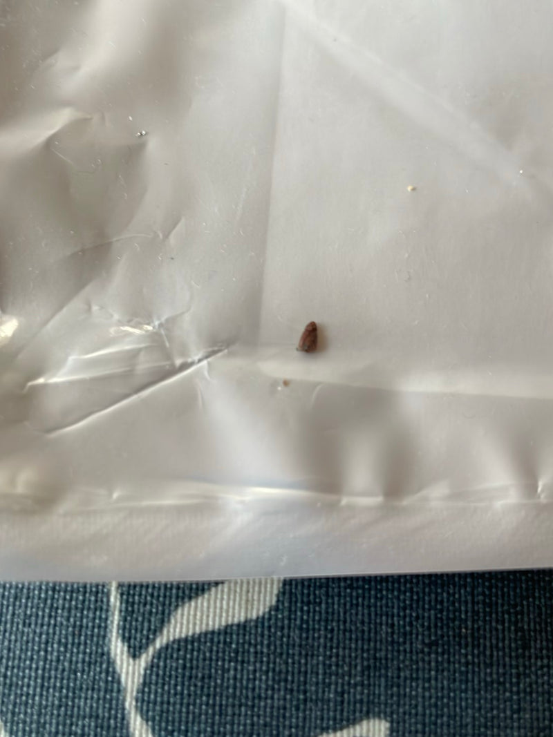 Bardzo mały brązowy chrząszcz spoczywa na białej plastikowej powierzchni.