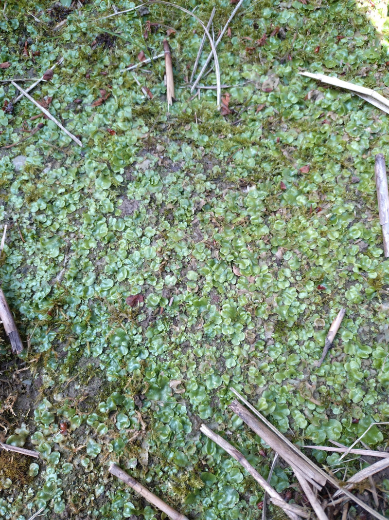 Wątrobówka fontannowa — Bild 2