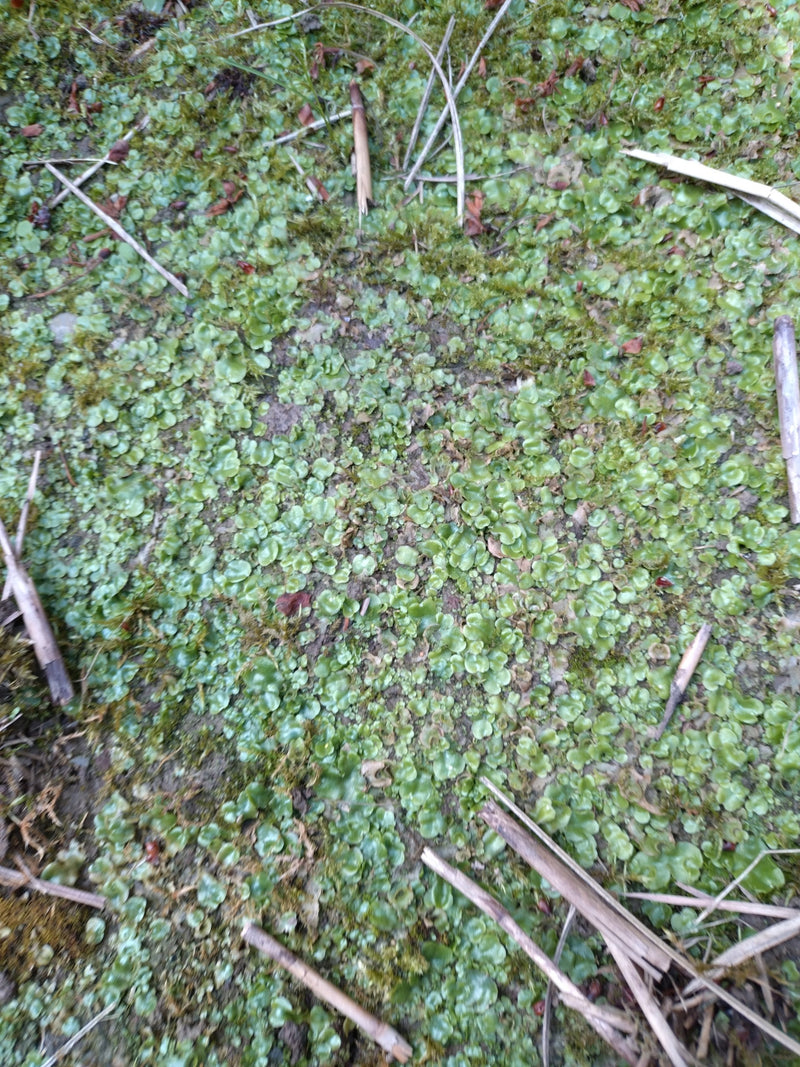 Wątrobówka fontannowa — Bild 1