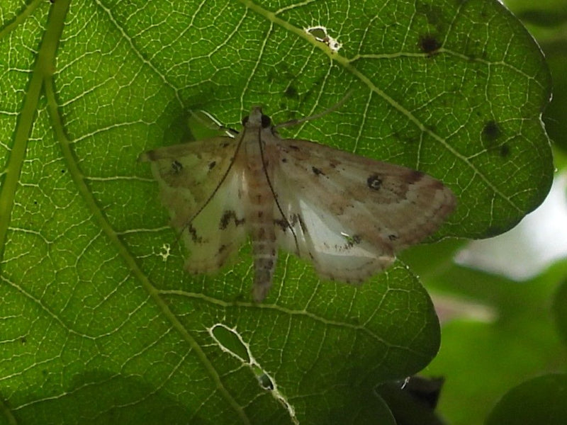 Świder bukszpanowy — Bild 1