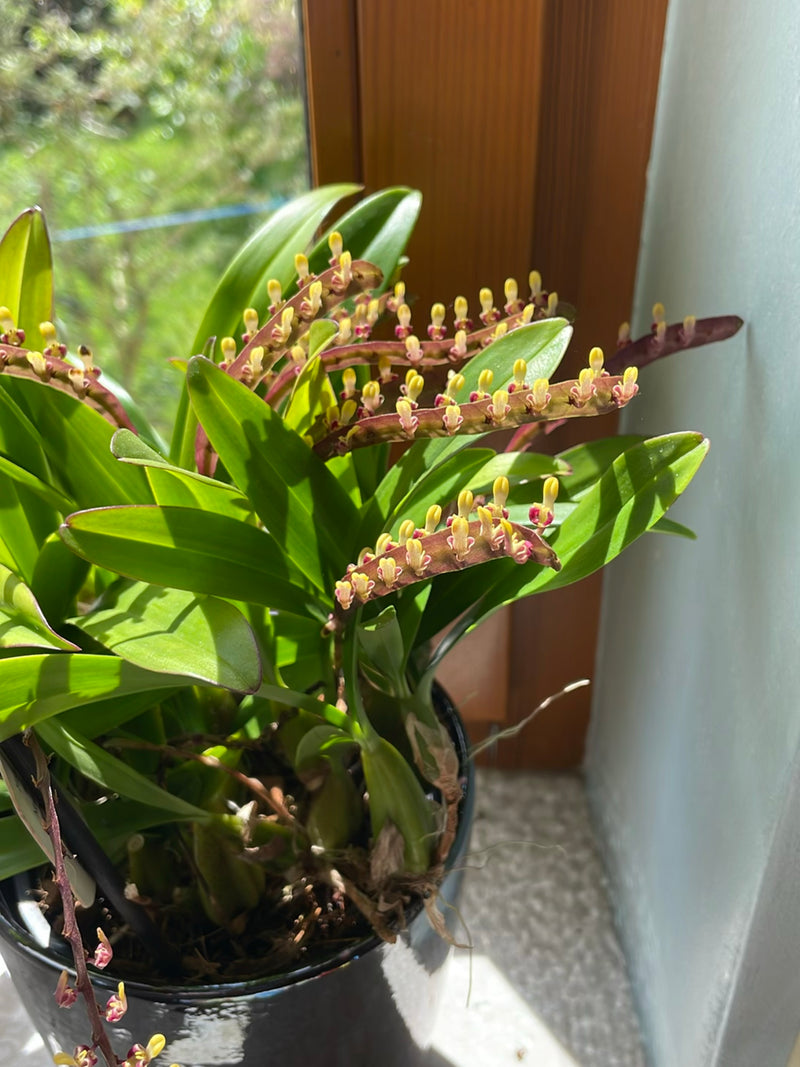 Storczyk Bulbophyllum — Bild 1