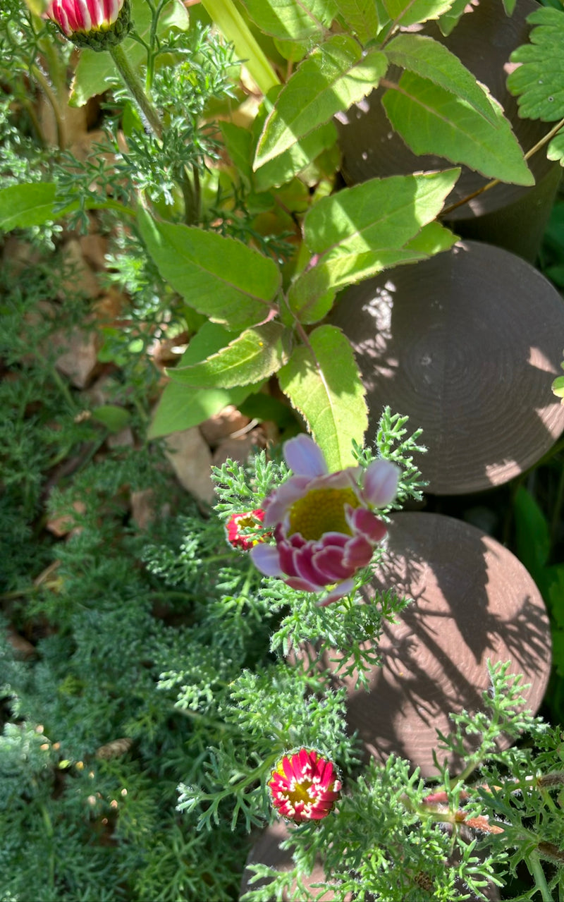 Kolorowa stokrotka — Bild 1