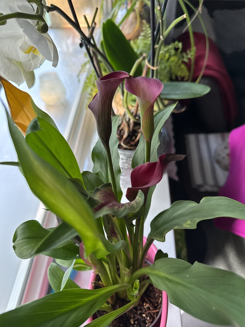 Kalia, lilia — Bild 1