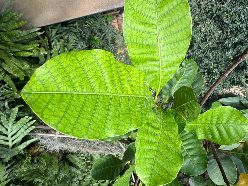 Cashewbaum — zdjęcie 1 z 2