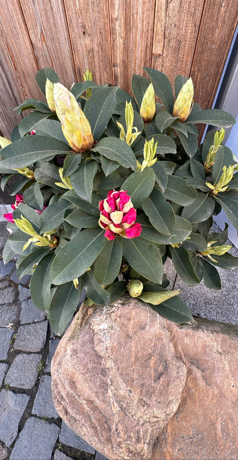 Rododendron Catawba — Bild 1