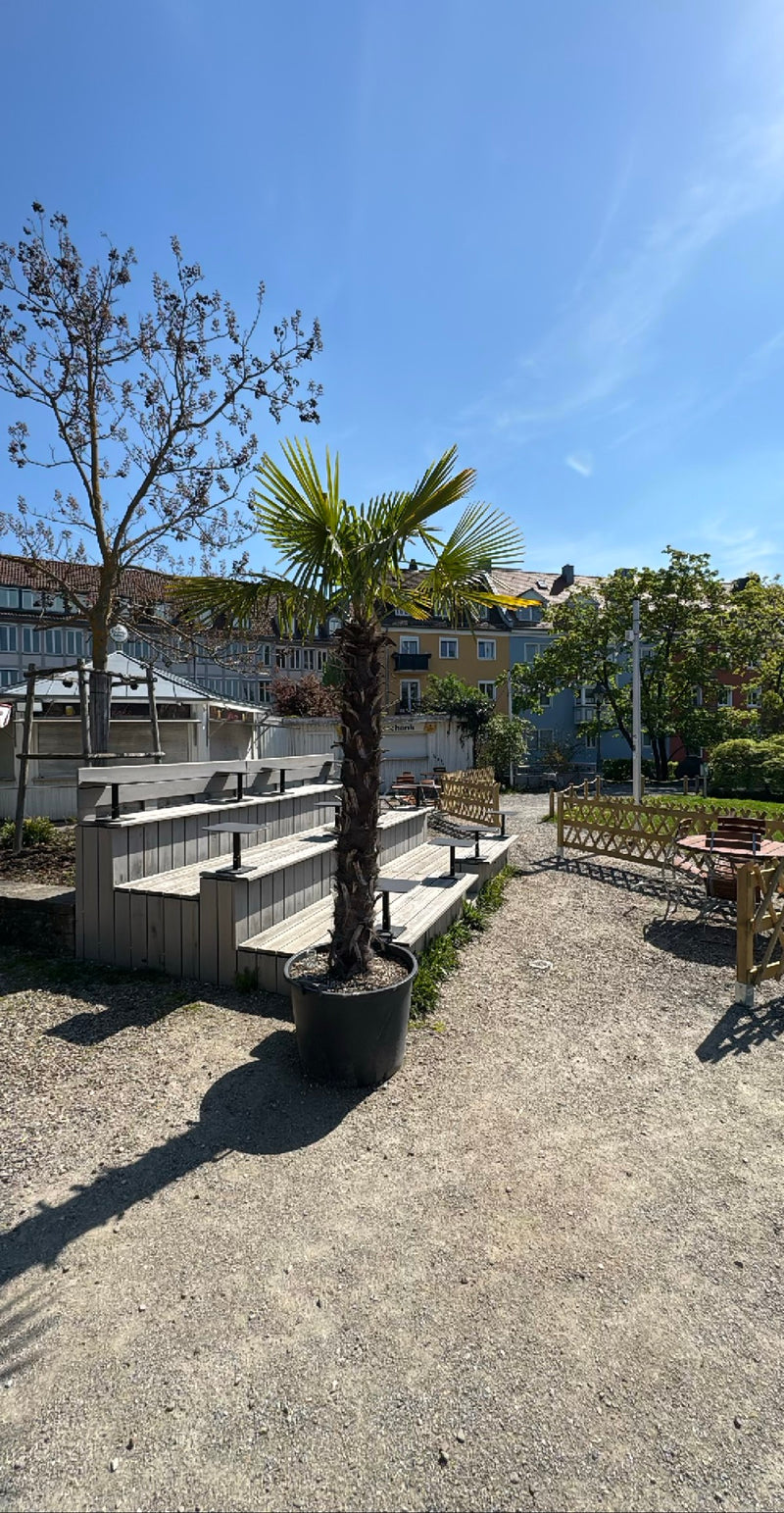 Palma konopna — Bild 1