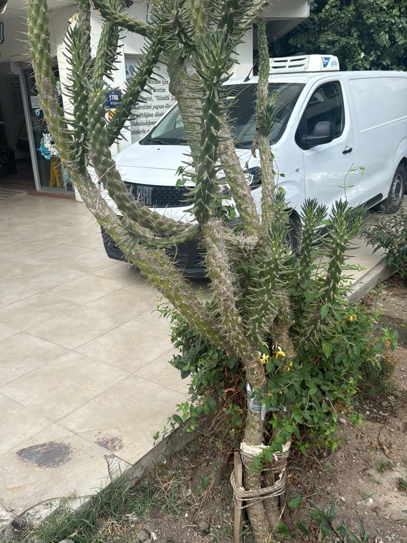 Kaktus Cholla (rodzaj) — Bild 2