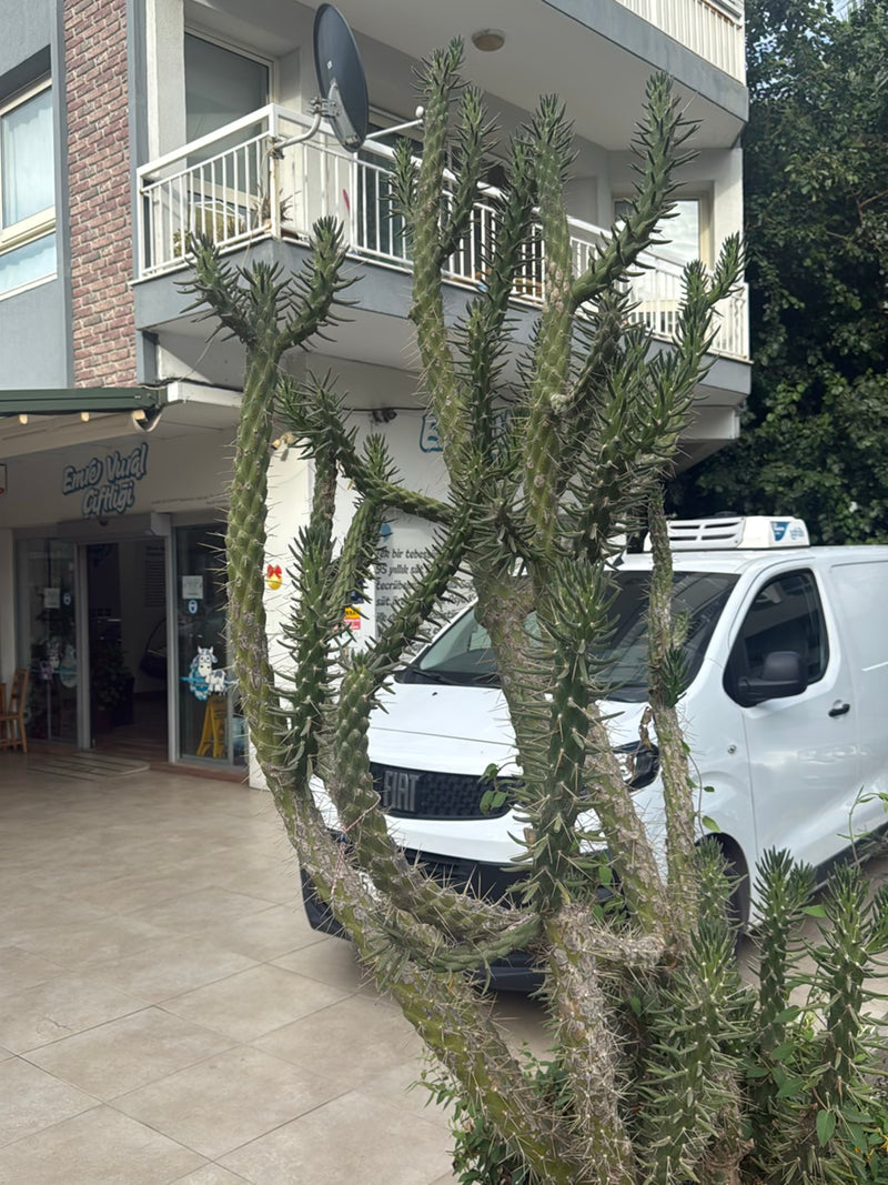 Kaktus Cholla (rodzaj) — Bild 1