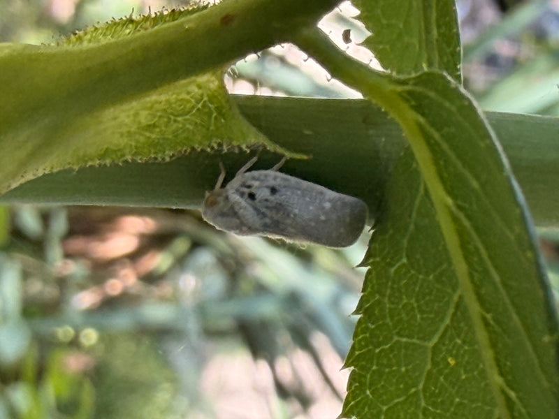 Skoczek cytrusowy — Bild 1