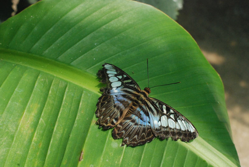 Clipper — Bild 3