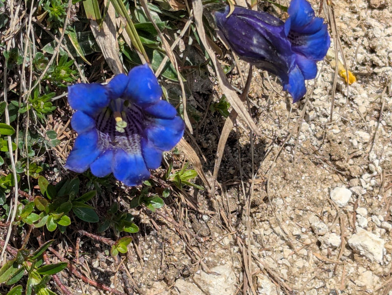 Gencjana Clusius — Bild 1