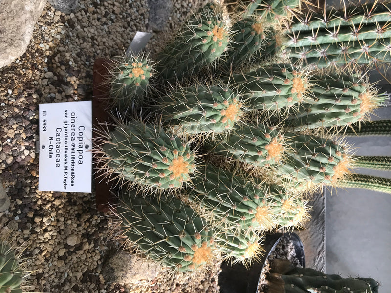 Copiapoa cinerea var. gigantea — zdjęcie 1 z 1