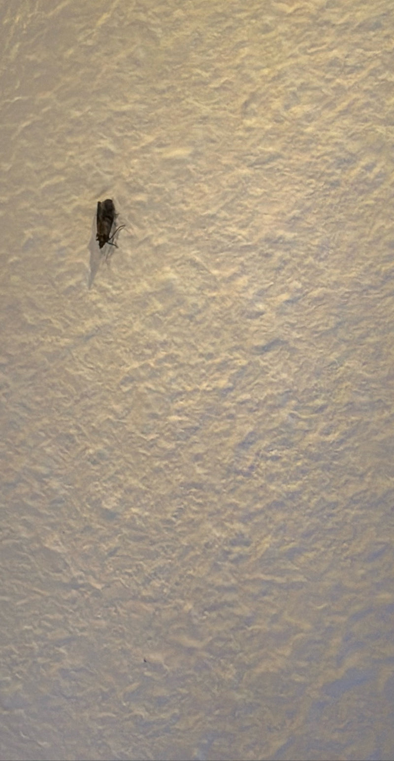 Mól spożywczy spoczywa w bezruchu na fakturowanej, jasnej ścianie. Owad jest dobrze widoczny.