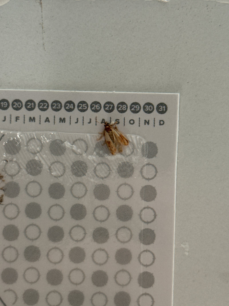 Na zdjęciu widoczna jest omacnica spichrzanka siedząca na papierowym kalendarzu przymocowanym do ściany. Charakterystyczne dwukolorowe skrzydła motyla są dob...