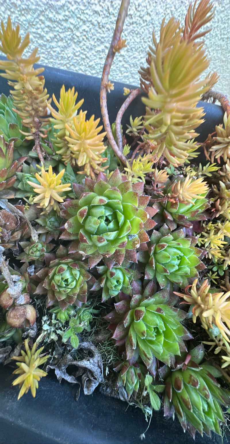 Houseleek — Bild 2