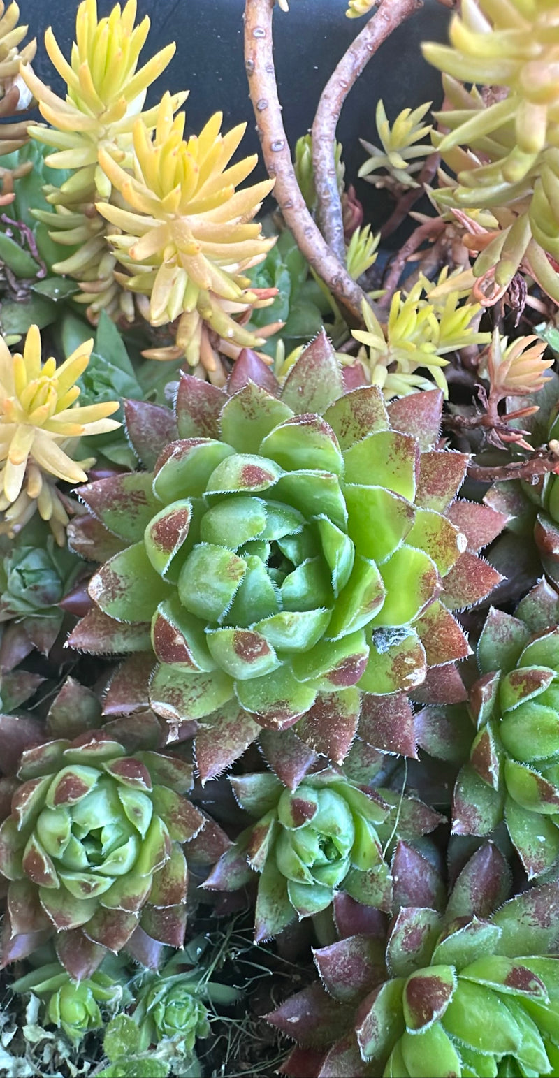 Houseleek — Bild 1
