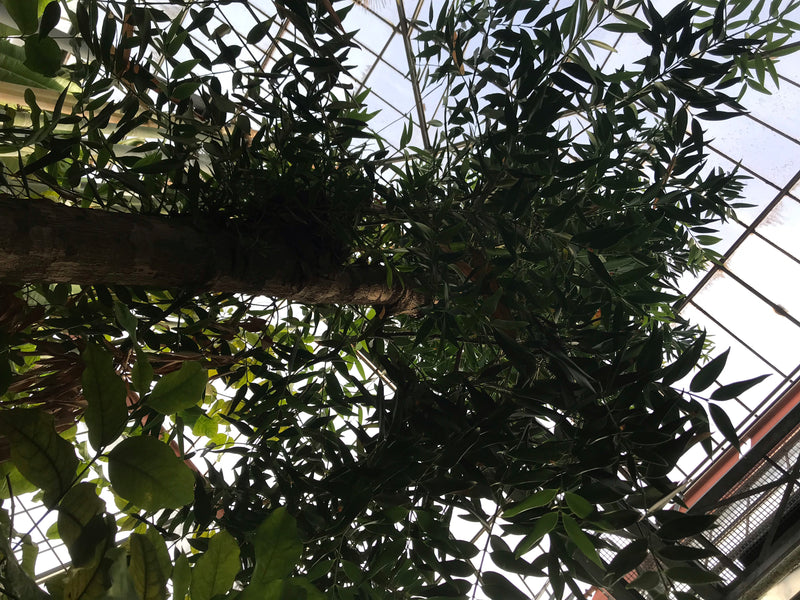 Dammara-Baum — zdjęcie 2 z 2