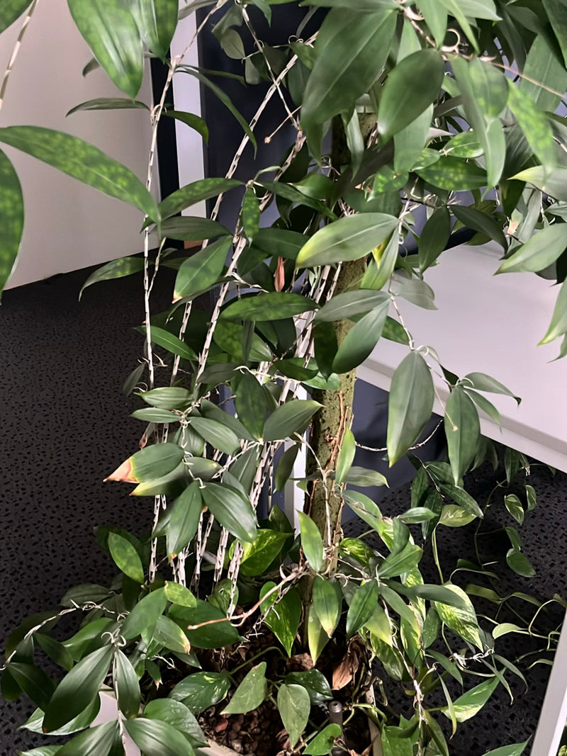 Dendrobium orchidea — Bild 3