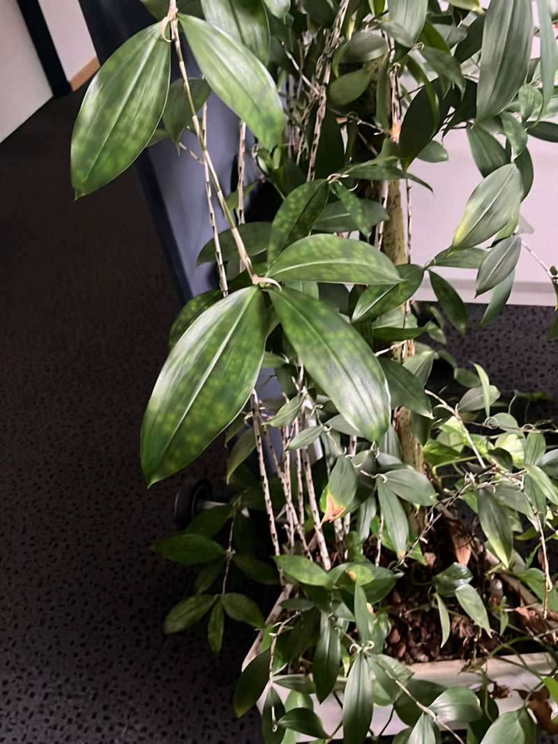 Dendrobium orchidea — Bild 2