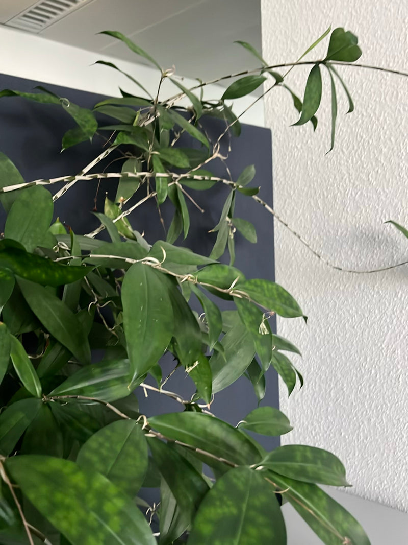 Dendrobium orchidea — Bild 1