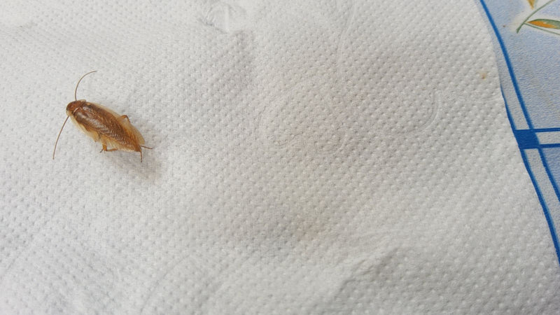 Zdjęcie przedstawia prusaka siedzącego na białym ręczniku papierowym. Owad ma typowe jasnobrązowe ubarwienie.