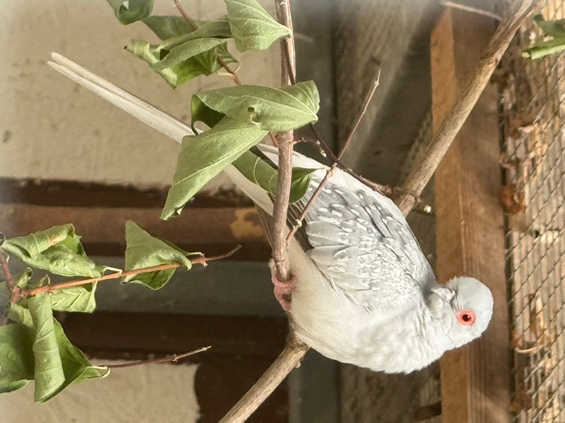 Diamanttaube — zdjęcie 3 z 5