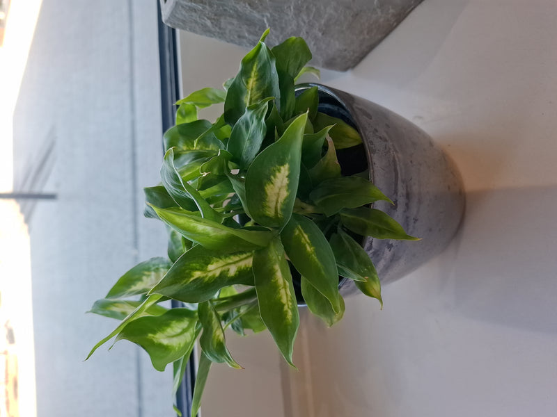 Diefenbachia — Bild 1