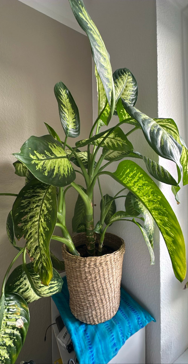 Diefenbachia — Bild 1